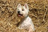 WESTIE 483